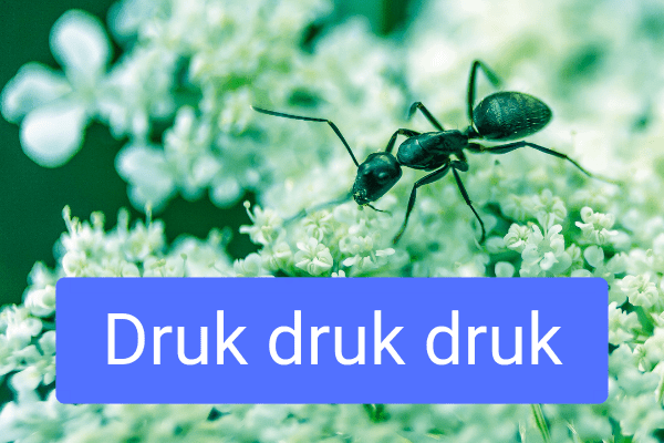 druk druk druk druk druk druk